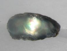 abalone pearl