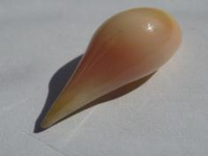 Conch Pearl