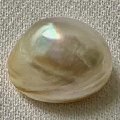 Natural Persian Gulf Pearl