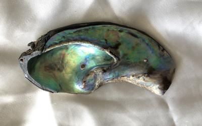 abalone pearl