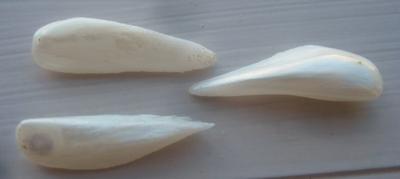 3 Natural Usa Spike (wing) Pearls