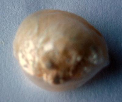 6+ carat Natural USA Freshwater Pearl