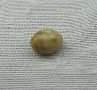 Conch Pearl Brownish Beige 6mm