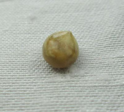 Conch Pearl Brownish Beige 6mm