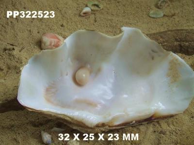 are pearls found in clams
