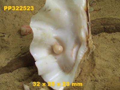giant pearl clam