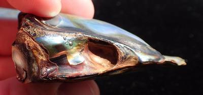 Saving California's Red Abalone