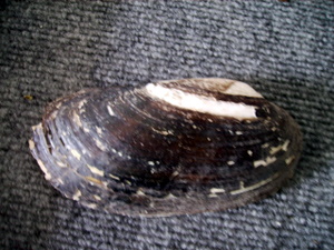 Blacksa mussel