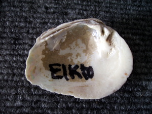 Elkto Mussel Inside