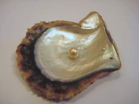 Gulf Pearl on Pinctada Radiata Oyster